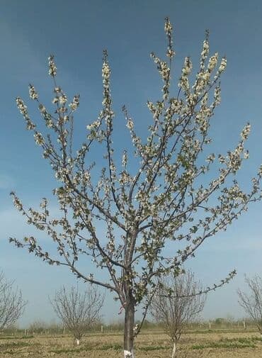 кабинка для душа: Şabran rayon şahnəzərli kəndi tam merkez 45 sot heyetyani sahe hasarli — 2