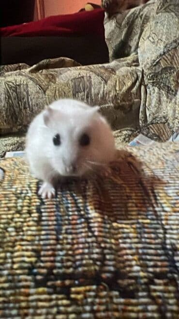 ineklerin satisi: 🐹 Satılır: Hamster 	•	Yaşı: [6-7 aylıq] 	•	Sağlam, aktiv və sevimlidir — 4