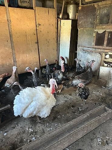 hindquşu: Salam Gördüyünüz heyvanlar satılır 1 cüt hindquşu 160 manat 5 dene — 2