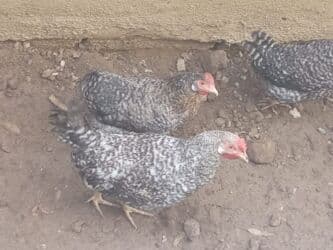 xacmaz heyvan bazari: Digər quşlar — 3