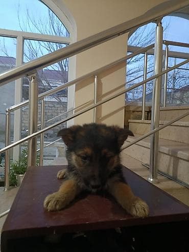 aston martin rapide 6 v12: Alman çoban iti, Peyvəndli — 3