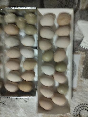 ot bicenler: Məhsul: Təbii ev toyuğu yumurtaları Təsvir: - Kənd şəraitində — 3