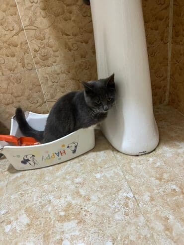 золотая шиншилла котенок: Британская, Самка, В добрые руки, Платная доставка — 2