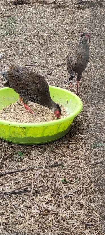 geref quşu: Toyuq, Damazlıq — 2