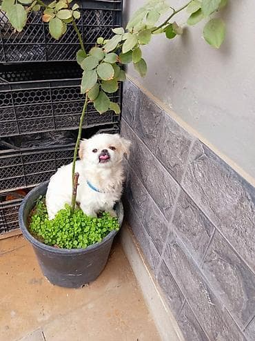 Pekines lalafo.az -da Pekines