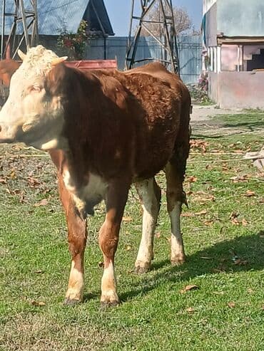 Inəklər, öküzlər: Erkək, Simental, il: 1, Ətlik — 1