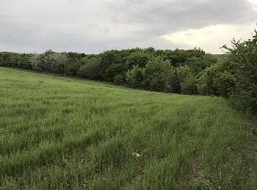 qubada ucuz evler: 130 sot, Kənd təsərrüfatı, Mülkiyyətçi, Kupça (Çıxarış) — 4