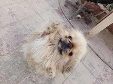 cin bildircin: Pekines, 1 il, Erkek, Ünvandan götürmə, Ödənişli çatdırılma — 5