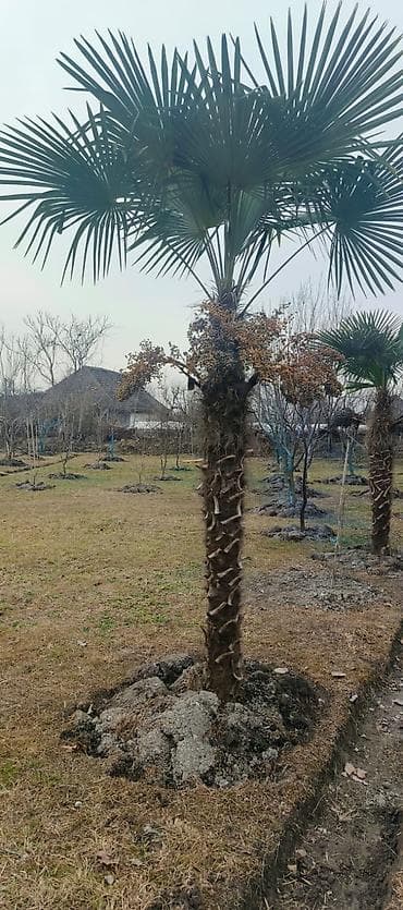 çilədağı bitkisi qiymeti: Palma ağaci 4 ədəd var — 1