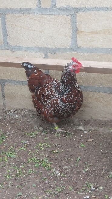 золотая шиншилла котенок: Курица, Для разведения — 3