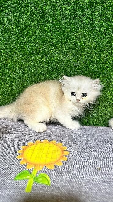 pişik pers: Британская — 5