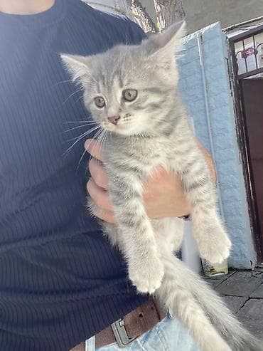 Tabbi, Erkək, Yaxşı əllərə, Pulsuz çatdırılma lalafo.az -da Tabbi, Erkək, Yaxşı əllərə, Pulsuz çatdırılma