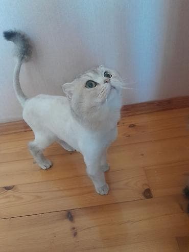 pisik cutlesdirme: Yaxşı əllərə — 2