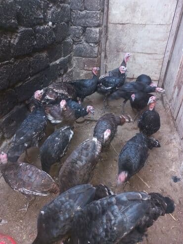 hind quşu cucesi: Erkək, Ətlik — 7