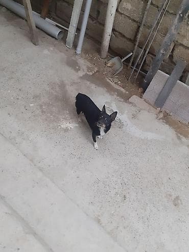 heyvan yemi: 4 ay, Erkek, Peyvəndli, Ünvandan götürmə — 1