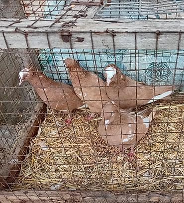 katibə quşu: Gördunuz qusdar satlir cutu 60m di cutler quyruqda ağ ləkələr; — 7