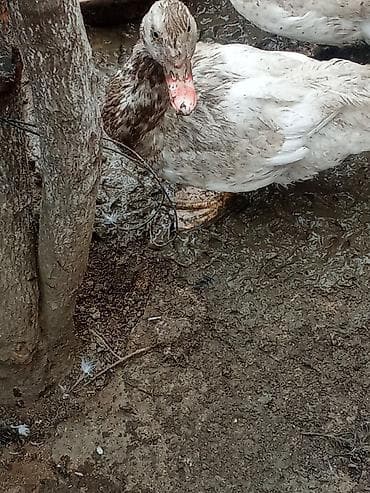 Kənd təsərrüfatı quşları: Sağlam heyvanlardi inside erkeydi erkey cix olduğundan satıram barter — 1