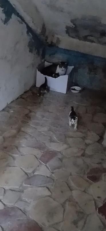 щенки на продажу: В добрые руки — 3