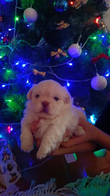 it balası satışı: Pekines, 1 ay — 2