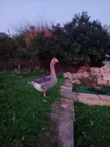 qoyun qiymeti 2019: Kobra cinsi deyillər başı çıxanlar bilər nədi bu elanda 1 dənədir 1 — 3