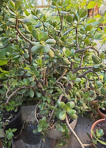 agac gulleri: 💵 Pul gülü (Crassula ovata) – iri, budaqlı sukulent 💵 Crassula ovata — 3
