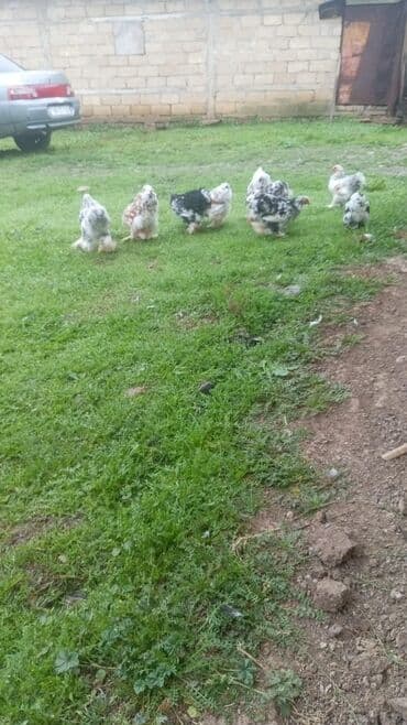 cuce ucun yem qablari: Toyuq cücələri, Damazlıq, Ödənişli çatdırılma — 4