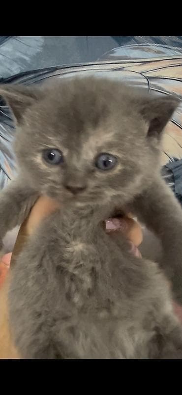 kangal balası: Britan — 6