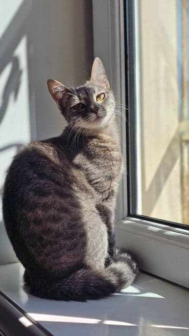 alisanın pişiyinin adı nə idi: Dişi, Yaxşı əllərə — 5