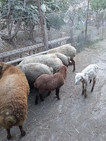 quzu: Salam hərvaxtiniz xeyir 2 qoyun,2xam şişək,1dənədə 8 aylıq qala qoç,5 — 2