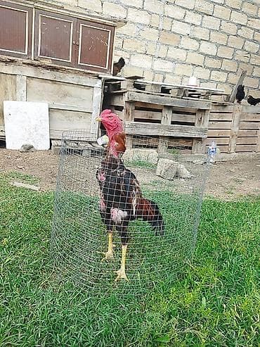 sultan xoruz: Saf qanlı döyüşcü tipli xoruz esil damazdixdi balalarıni almişam — 3