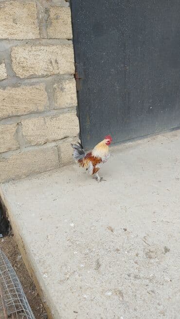 Cırtdan dekorativ xoruz - Rəng: gümüşü-boz, krem və qırmızı-qəhvəyi — 4