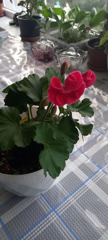 xoruz otu bitkisi: Otaq bitkiləri kolleksiyası - Qırmızı-sümbül yarpaqlı oxalis (Oxalis — 3