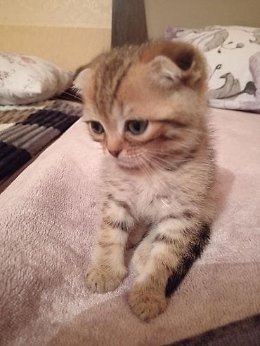 pişiy: Şotland yastı qulaq — 3