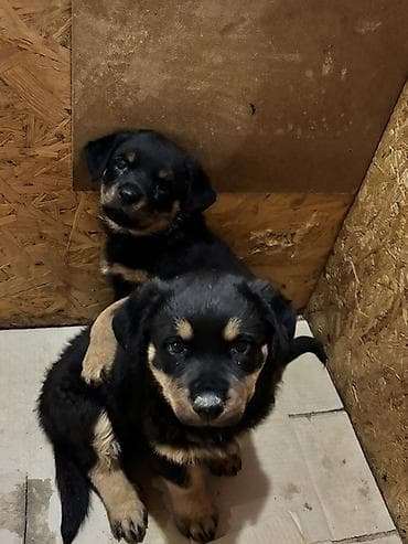 zvanok balası: Rotveyler, 2 ay, Dişi — 9