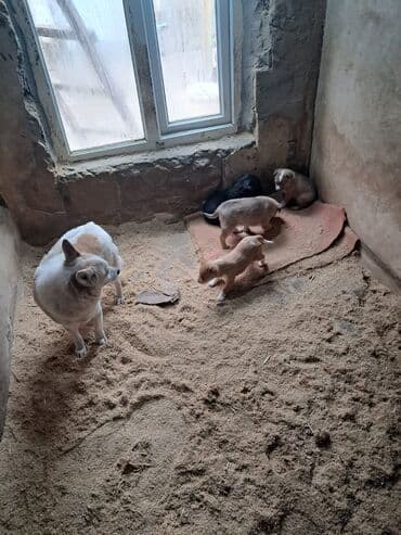 xaski it satisi: Zvonok — 3