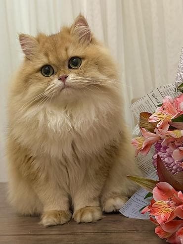 rus pisik adlari: Qızıl şinşilla, Dişi — 4