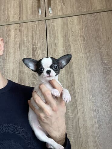 сколько стоят собаки: Чихуахуа, 2 месяца, Самец, С прививками — 2