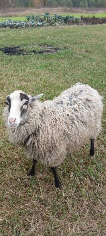 beylaqan qoyunu: Romanov qoyunu — 1