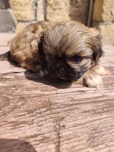 ağ quyruq ağlıca: Pekines, 1 ay, Erkek — 10