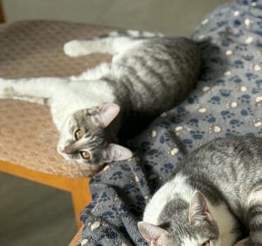 alisanın pişiyinin adı nədir: Dişi, Yaxşı əllərə — 10