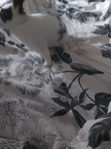 Птицы: ⚠️ İTİB! ⚠️ 🐰 DOVŞANIM DOŞU AXTARILIR 🐰 📅 İtki tarixi: 21 noyabr — 4