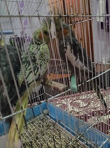 heyvanlar quslar: Məhsul: Nimfa tutuquşuları (Cockatiel) Tam sağlam karella — 4
