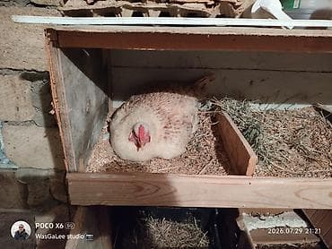 Toyuq, Yumurtalıq, Pulsuz çatdırılma, Ünvandan götürmə, Ödənişli çatdırılma lalafo.az -da Toyuq, Yumurtalıq, Pulsuz çatdırılma, Ünvandan götürmə, Ödənişli çatdırılma