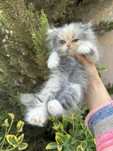 золотая шиншилла котенок: Fars — 1