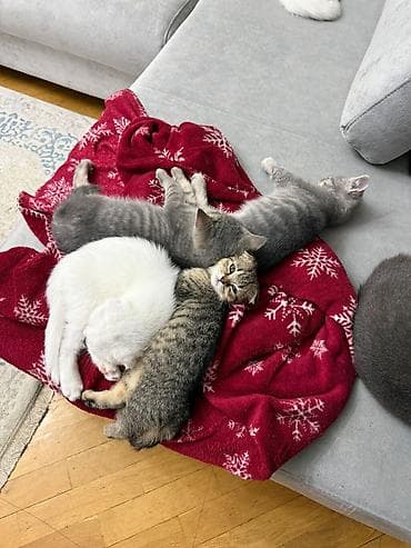 İtlər: Şotland — 5