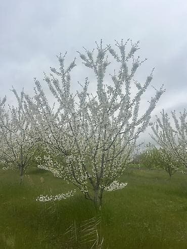 nar bagi: 🔥 QUBADA HAZIR GƏLİR GƏTİRƏN GİLAS BAĞI SATILIR! 🍒 Əgər həm — 2