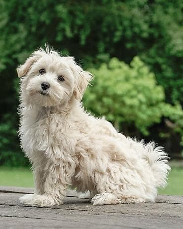 itlər afcarka: 3 ay, Erkek, Peyvəndli, Ünvandan götürmə, Ödənişli çatdırılma — 3