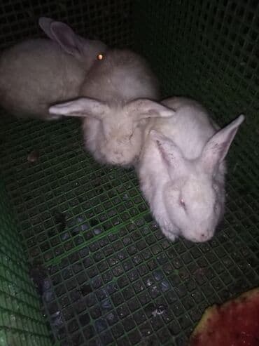 dovşanlar: Ağ rəngli dovşanlar - Uzunqulaq, tüklü ağ dovşanlar - Qırmızı gözlü — 1