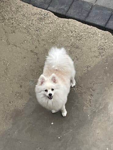 azerbaycan it adlari erkek: Şpitz, 9 ay, Erkek, Peyvəndli, Ünvandan götürmə — 4