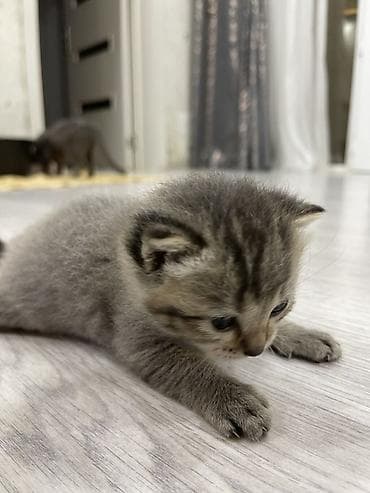 cins it: Yaxşı əllərə, Pulsuz çatdırılma, Ödənişli çatdırılma — 4